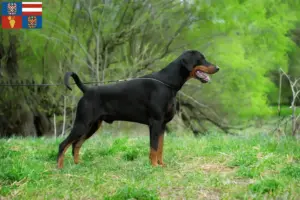 Mehr über den Artikel erfahren Dobermann Züchter und Welpen in Südmähren