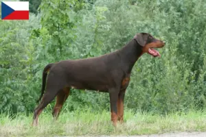 Mehr über den Artikel erfahren Dobermann Züchter und Welpen in Tschechien