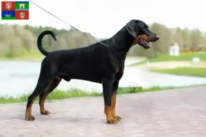 Mehr über den Artikel erfahren Dobermann Züchter und Welpen in Ústí