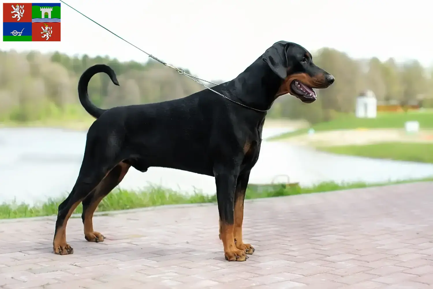 Mehr über den Artikel erfahren Dobermann Züchter und Welpen in Ústí