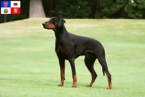 Mehr über den Artikel erfahren Dobermann Züchter und Welpen in Vysočina