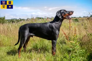 Mehr über den Artikel erfahren Dobermann Züchter und Welpen in Zlín
