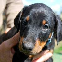 Dobermannwelpen aus unserem Y Wurf sind noch 2 Rüden abzugeben