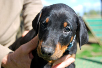 Dobermannwelpen aus unserem Y Wurf sind noch 2 Rüden abzugeben