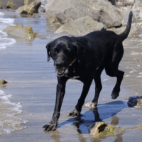Jack sucht ein Zuhause