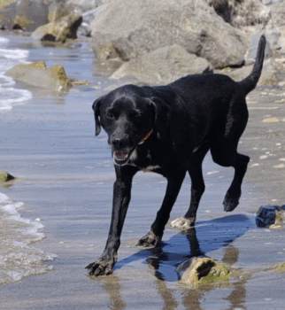 Jack sucht ein Zuhause