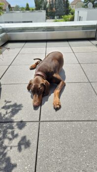 Dobermann Hündin sucht neues Zuhause