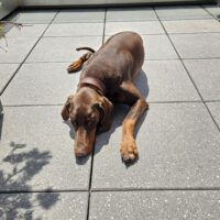 Dobermann Hündin sucht neues Zuhause