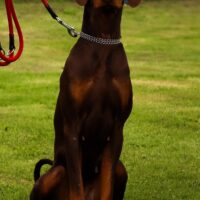 Dobermann Hündin abzugeben