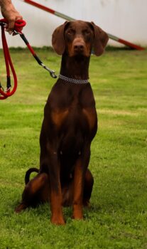 Dobermann Hündin abzugeben