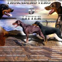 Dobermann-Welpen aus kontrollierter VDH Zucht