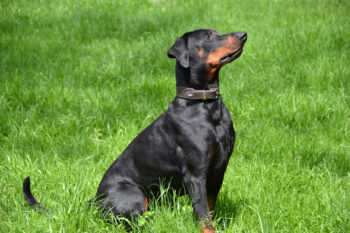 Finn - TIERHEIM PADERBORN