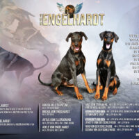 Dobermannwelpen Rüden DV/VDH/FCI deutsche Ahnentafel