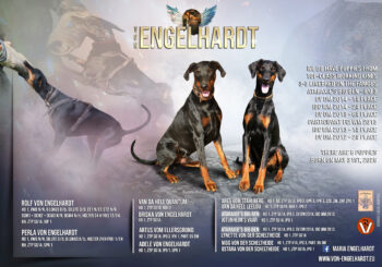 Dobermannwelpen Rüden DV/VDH/FCI deutsche Ahnentafel