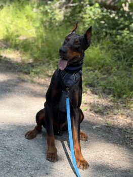 Dobermann Rüde Kobe schweren Herzens abzugeben