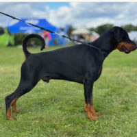 Vielversprechende Dobermannwelpen erwartet – Abgabe ab Herbst 2025