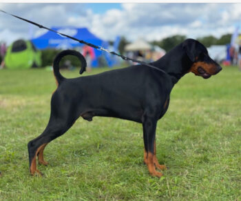 Vielversprechende Dobermannwelpen erwartet – Abgabe ab Herbst 2025