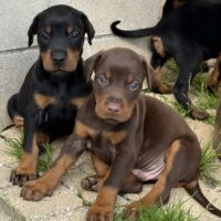 Wir haben vielversprechende Dobermannwelpen – Abgabe ab Herbst 2025