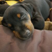 Liebevoll aufgezogene Dobermannwelpen aus VDH Zucht