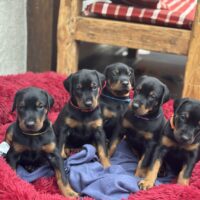 vielversprechende Dobermannwelpen