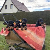vielversprechende Dobermannwelpen