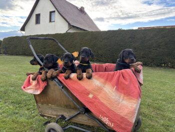 vielversprechende Dobermannwelpen