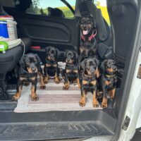 vielversprechende Dobermannwelpen