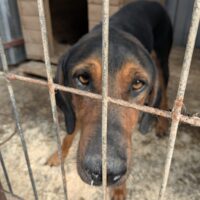 BIM - sitzt in der Tötung und hofft auf Rettung!