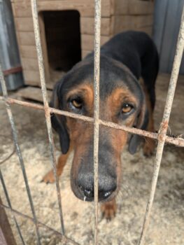 BIM - sitzt in der Tötung und hofft auf Rettung!