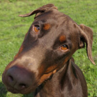 Traum-Doberfrau sucht Zuhause