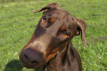 Traum-Doberfrau sucht Zuhause
