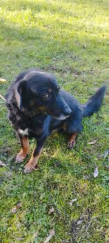 🆘Lebensretter für Oscar gesucht🆘Er wartet seit 2022 auf Rettung🆘