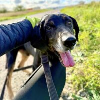 Rokeris: Rüde • geb.ca. 2017-2019 • 55cm