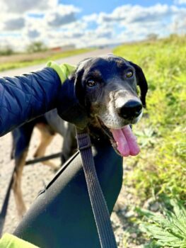 Rokeris: Rüde • geb.ca. 2017-2019 • 55cm