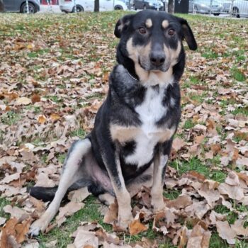 Jimmy, ein kleiner Sonnenschein :)