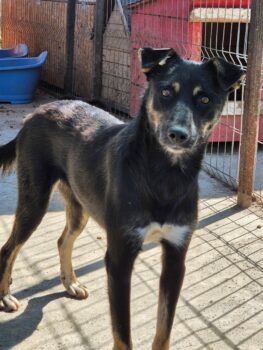 ALISHA (geb. 01/2025)