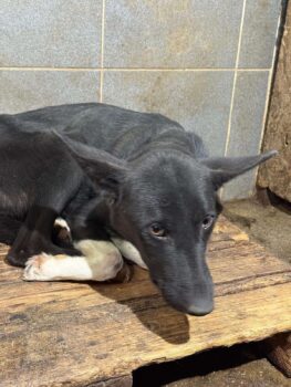 🆘 DORA - Leidet schrecklich. Allein und im Dunkeln ! 🆘