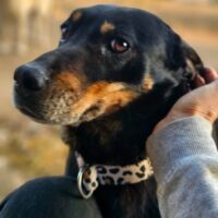 Pippa: Weibchen • geb.ca. 2019-2021 • 50cm • 20kg • Handicap