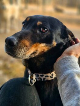 Pippa: Weibchen • geb.ca. 2019-2021 • 50cm • 20kg • Handicap