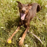 Dobis: Rüde • geb.ca. 2017-2019 • 24kg