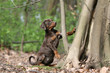jeune dobermann seul debout contre un arbre dans la foret