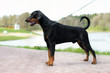 Portrait of a dog's exhibition stand. Doberman in the Park on a leather slip lead is obedience