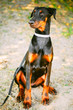 Black Doberman Dog Outdoor Portrait