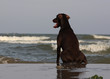 Doberman dog sitting and looking an the water.